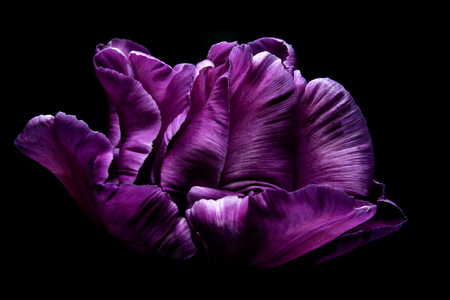 Tulp - - - foto door emilewiersum op 27-05-2018 - deze foto bevat: macro, natuur, oranje