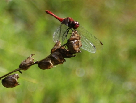 Libelle Tenellaplas Rockanje