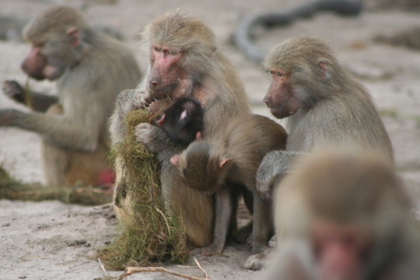 Apenfamilie