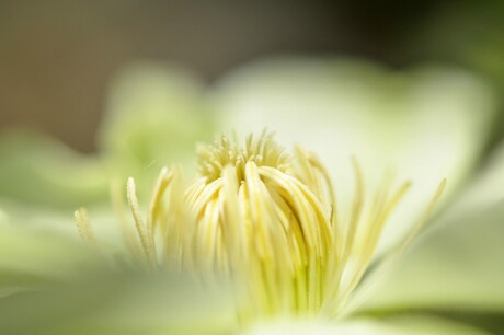 clematis