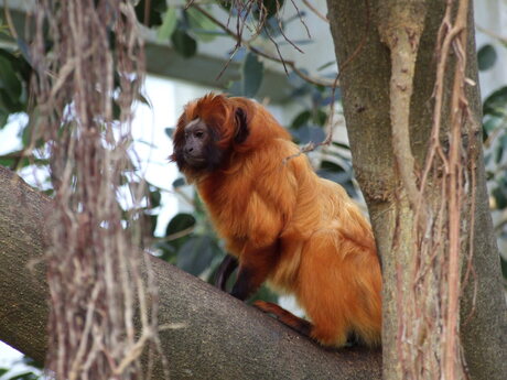 Emmen Zoo