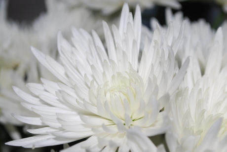 Witte Chrysant