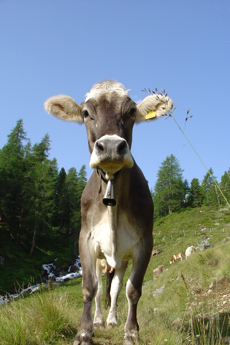 Oostenrijkse koe