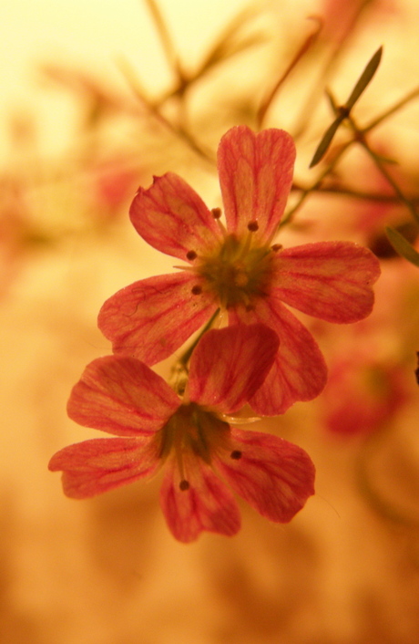 bloemetjes