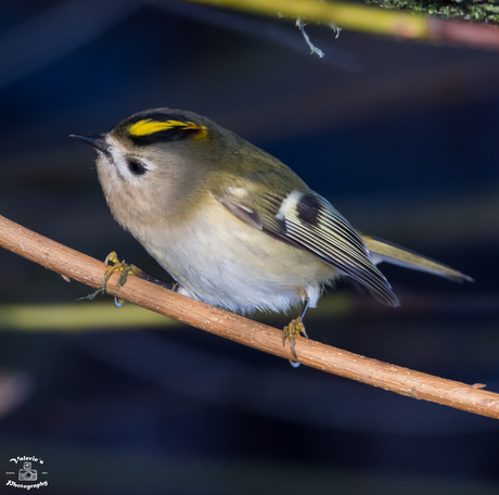 Goudhaantje (Regulus regulus)
