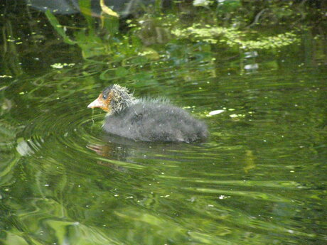 Jonge meerkoet