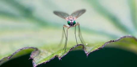 little green eye fly