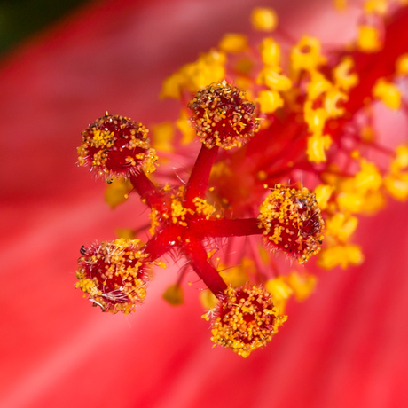 Binnenste van de Hibiscus