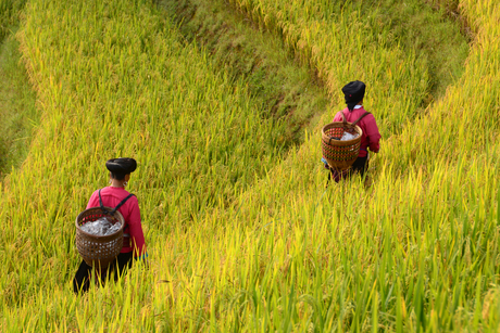 Yao-vrouwen in Longji rijstterassen