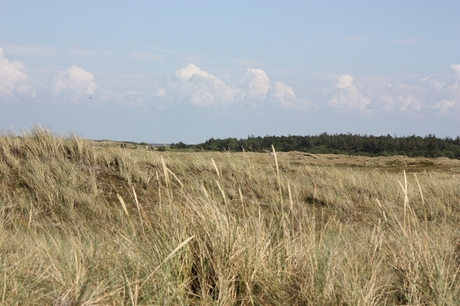 natuur op Vlieland