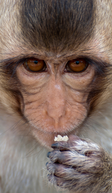 Eating Macaque