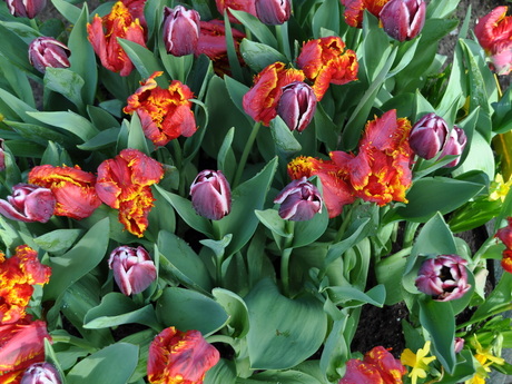 Bloemenpracht in de Keukenhof