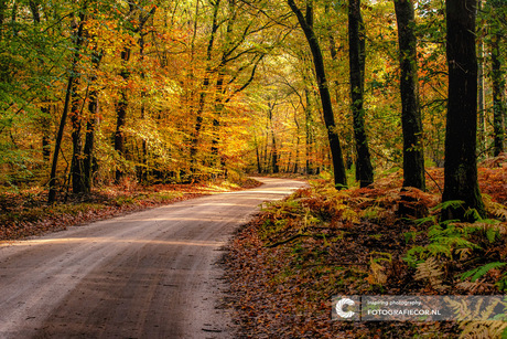 Zandweggetje op de Veluwe