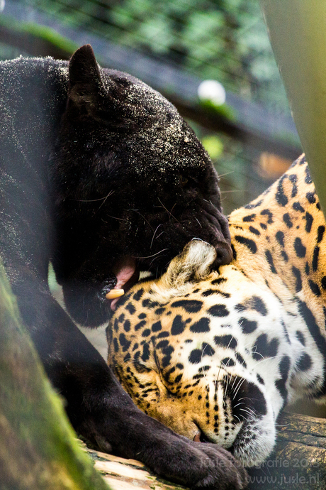 Jaguars Antwerpen Zoo