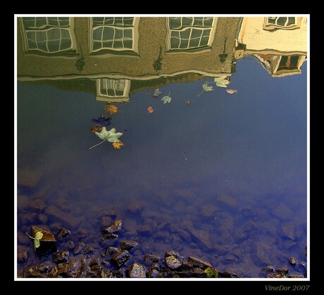 Autumn leaves on water