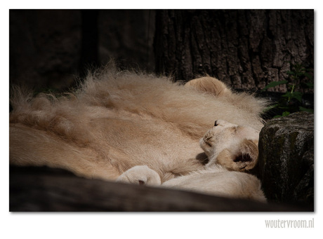 Lying in the morningsun