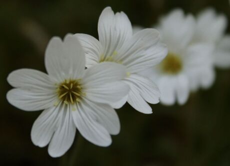 rijtje bloemen