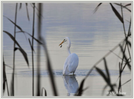 Zilverreiger