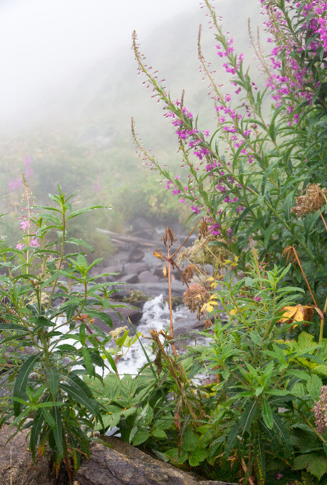 flowers in the mist