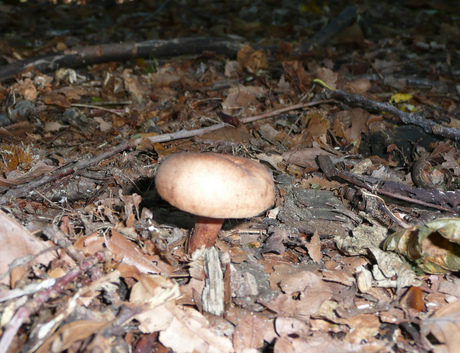 Paddestoel in de herfstbladeren