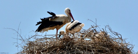 Ooievaar op het Nest 2