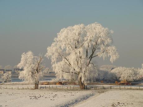 Winterlandschap