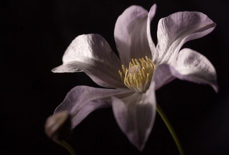 Clematis II