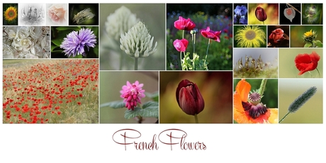 collage french flowers