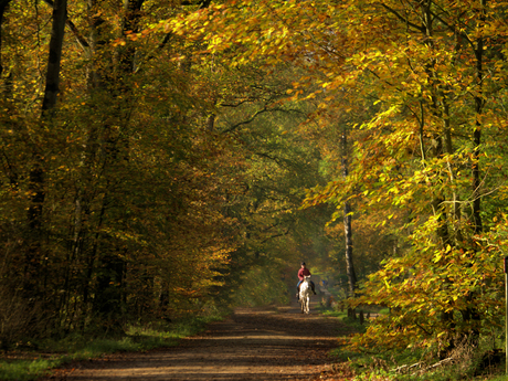 Ruiter in het Bergher bos