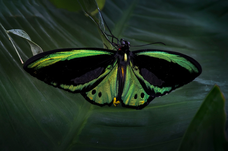 Ornithoptera priamus