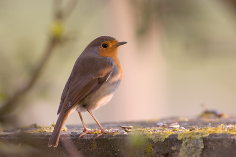 Roodborst