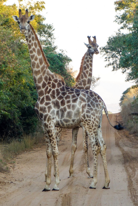 twin giraffes