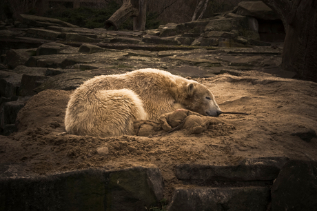 Knut twee jaar later