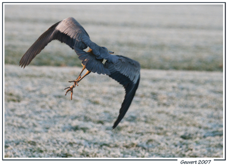 Reiger