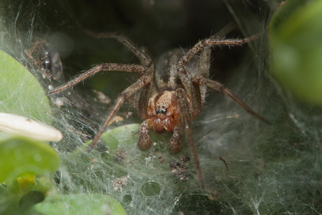 spider in web
