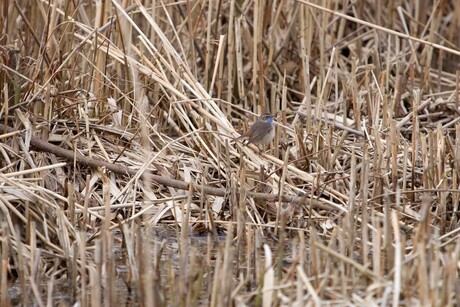 Blauwborst