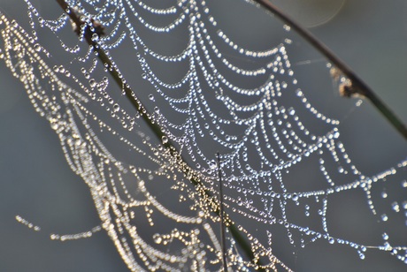Spinneweb in ochtenddauw