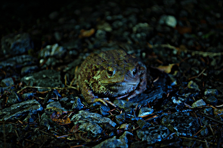 Dark Toad