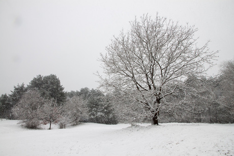 Eerste Sneeuw 2