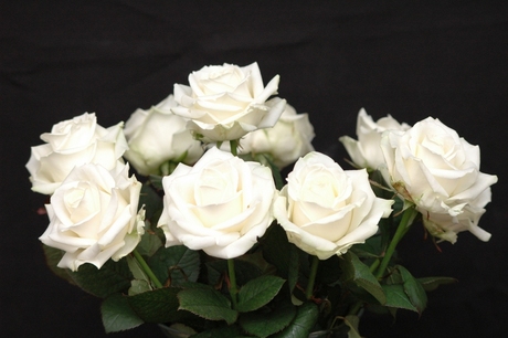 Witte rozen