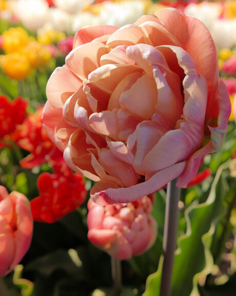 Tulp