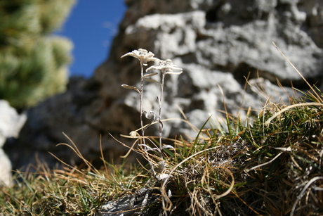 Edelweiss