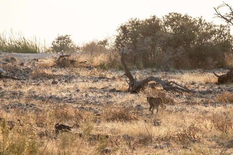 Luipaard in Namibië