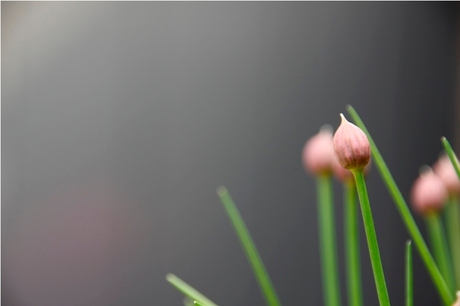 Bieslook in de tuin