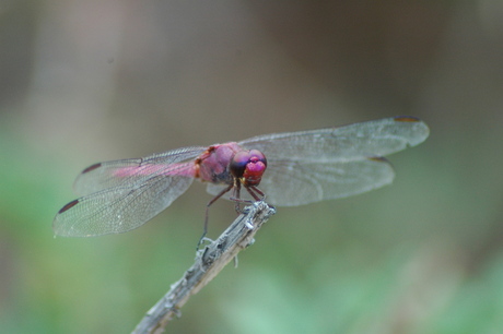 Rode Libelle