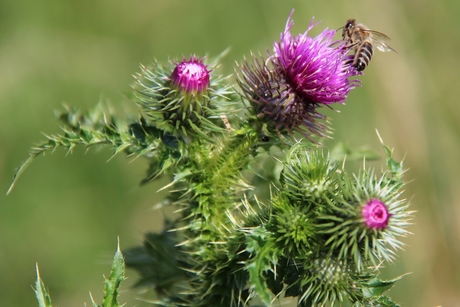 Distel met bij