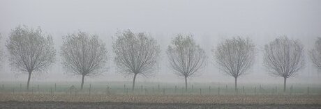 Knotwilgen in de mist