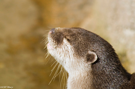 ZONOTTER