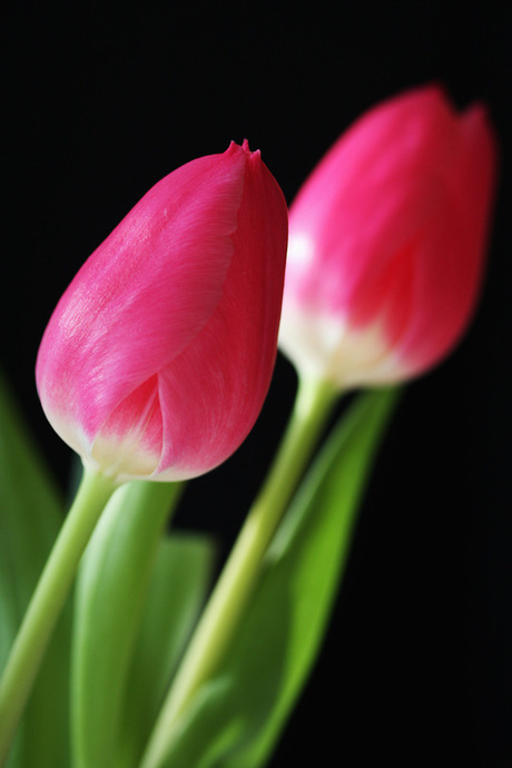 Tulpen.....