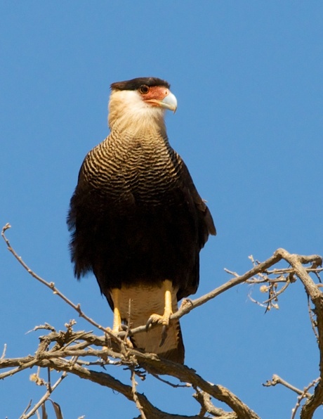 Caracará 1.jpg